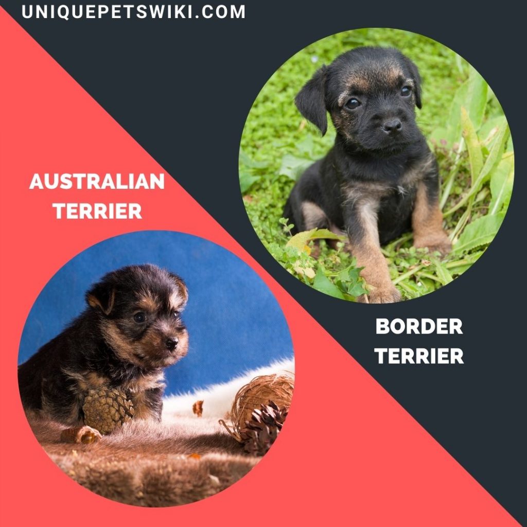 Australian Terrier and Border Terrier
