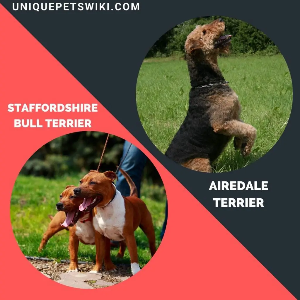 Staffordshire Bull Terrier and Airedale Terrier