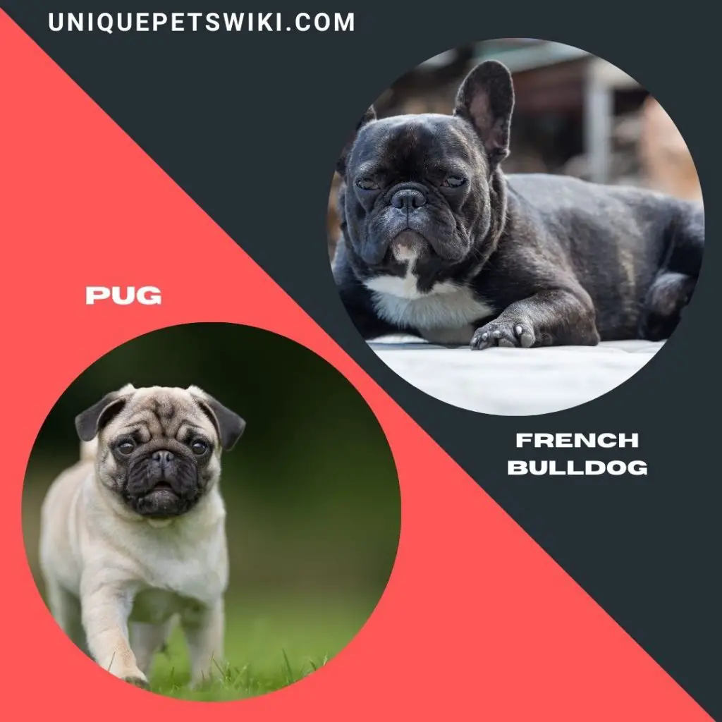 French Bulldog and pug calmest small dog breeds