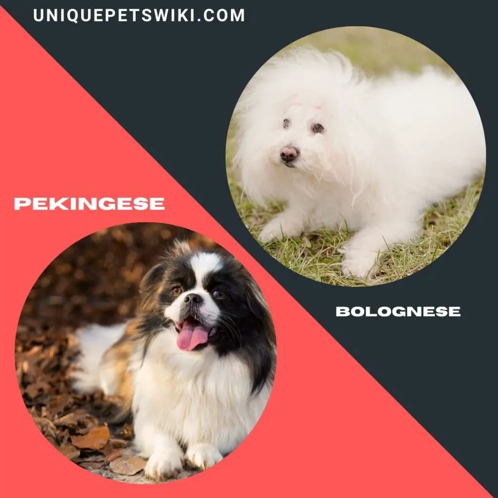 Pekingese and Bolognese calmest small dog breeds