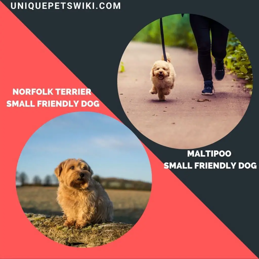Maltipoo and Norfolk Terrier small friendly dogs