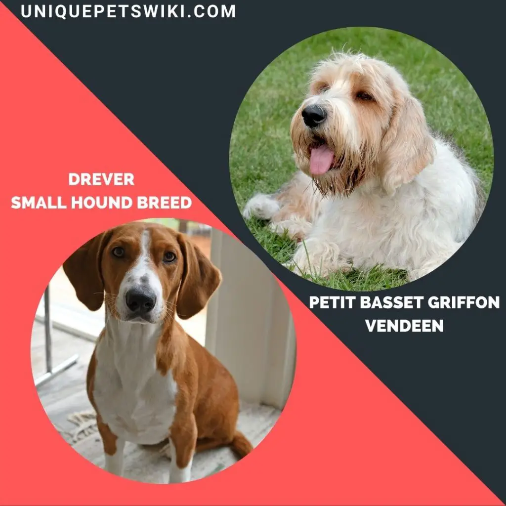 Petit Basset Griffon Vendeen and Drever small hound breeds