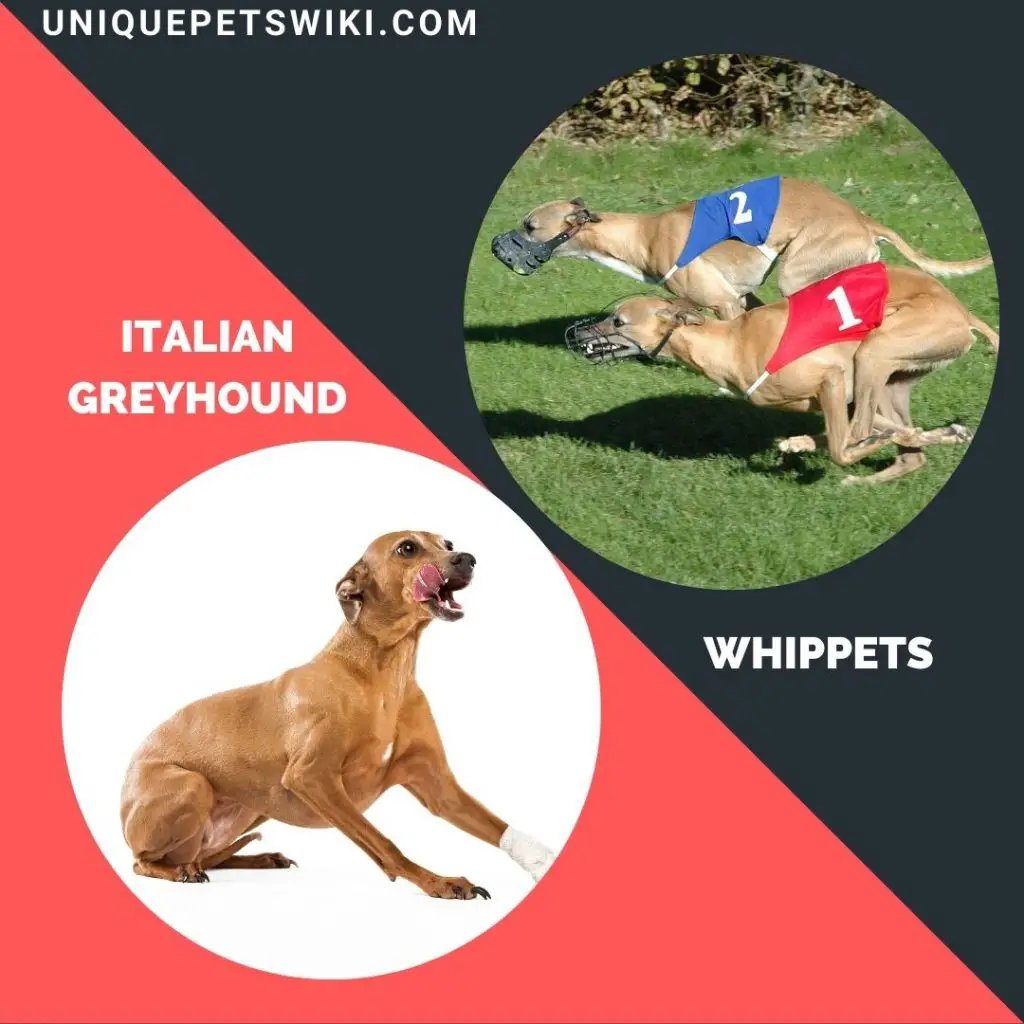 the whippet and Italian Greyhound hound dogs