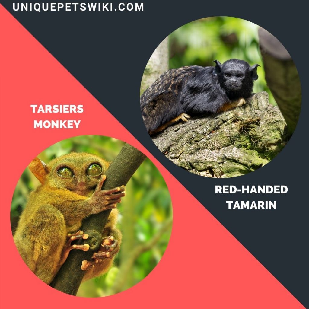 Tarsiers and Red-Handed Tamarin small monkey breeds