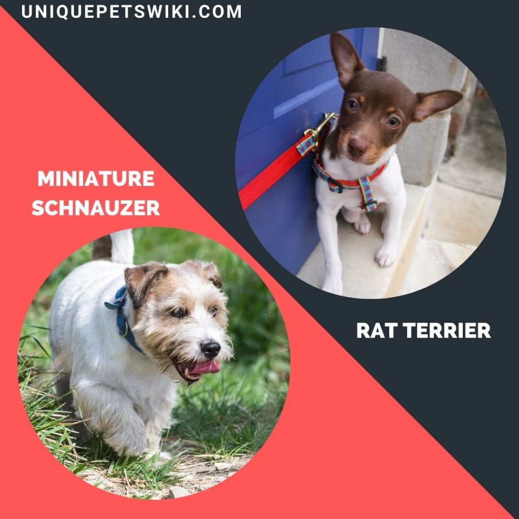 The Rat Terrier and Miniature Schnauzer small terrier breeds