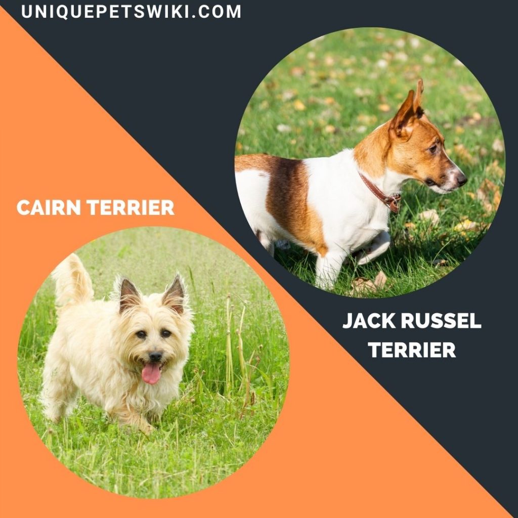 Cairn Terrier and Jack Russel Terrier