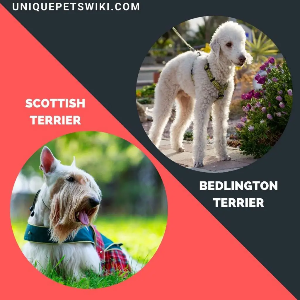 Scottish Terrier and Bedlington Terrier