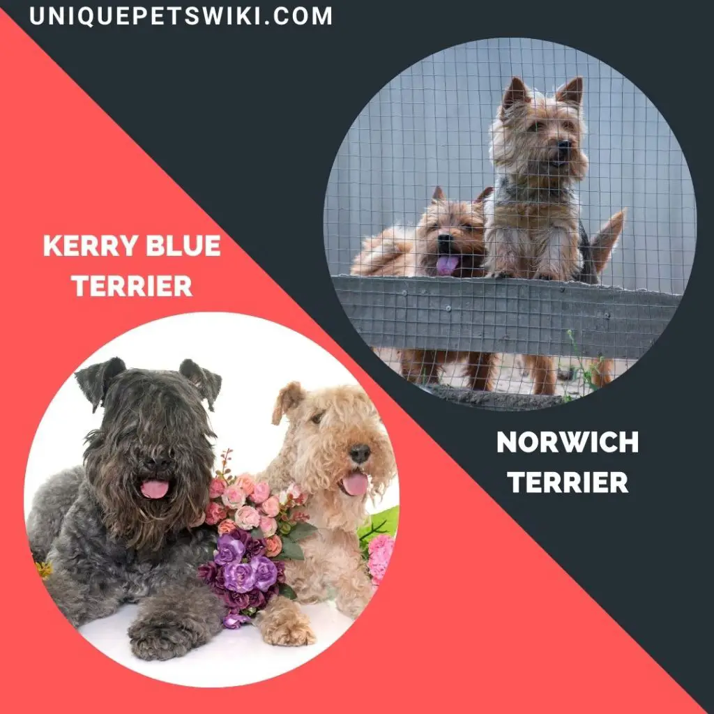 A group of Kerry Blue Terrier and Norwich Terrier dog breeds