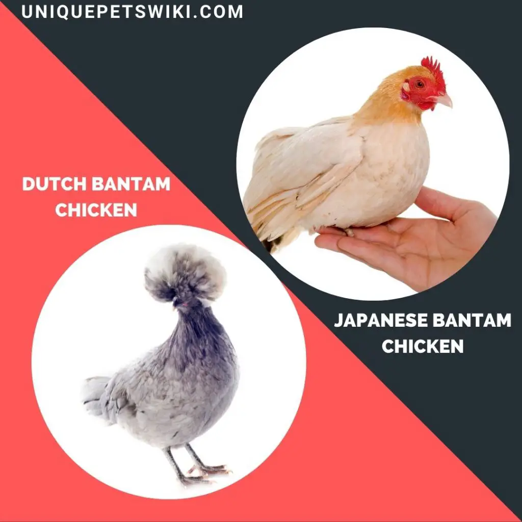 Dutch Bantam and Japanese Bantam small chickrn breeds