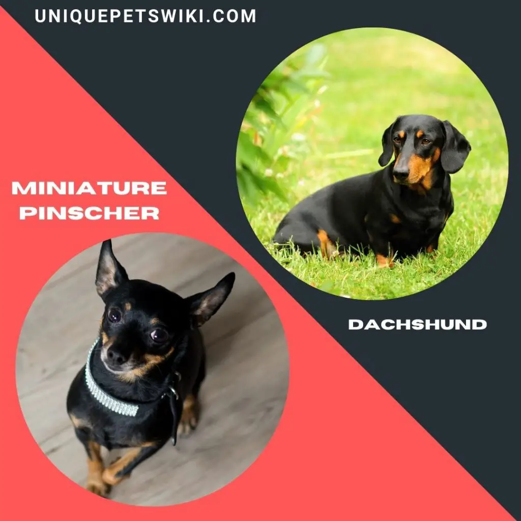 Miniature Pinscher and Dachshund small black dogs
