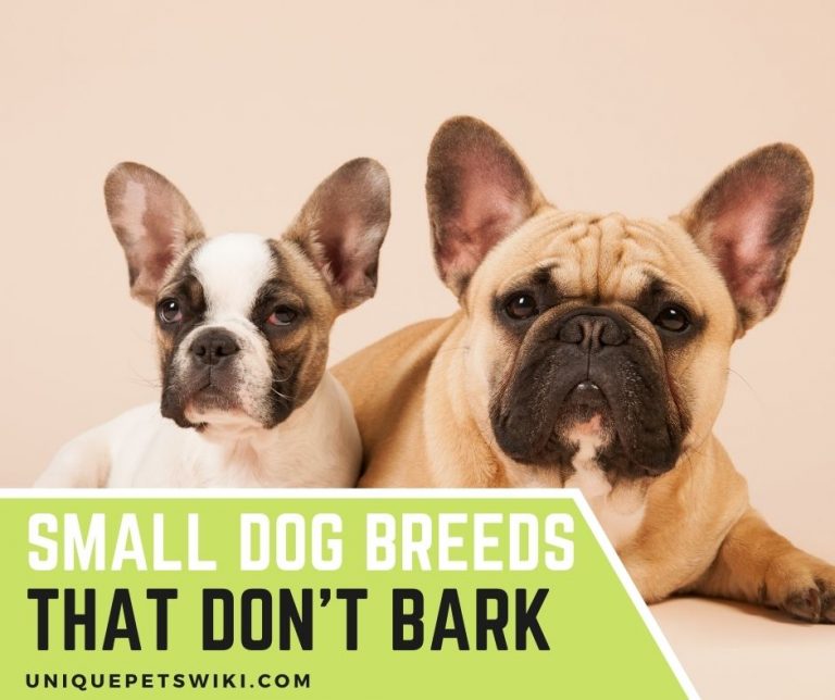 Top 5 Small Dog Breeds That Don’t Bark