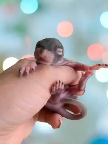 How To Tell If A Baby Squirrel Is Dying? 