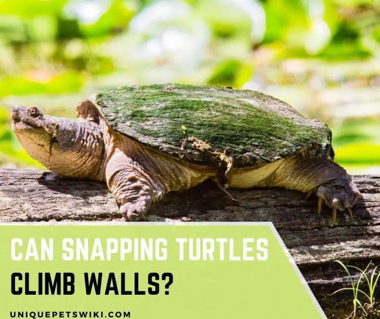 Can Snapping Turtles Climb Walls? 5 Secrets You Didn't Know