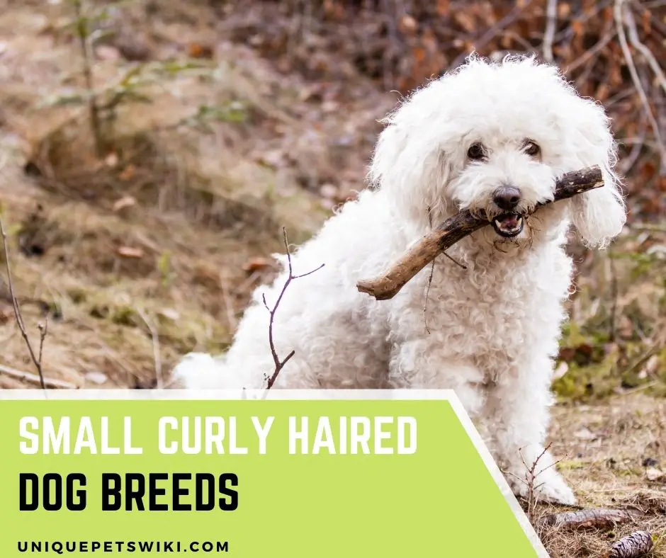 Top 8 Small Curly Haired Dog Breeds To 