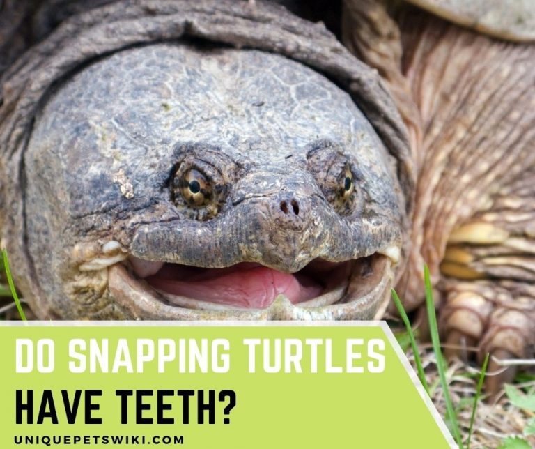Do Snapping Turtles Have Teeth? 5 Truths You Should Know
