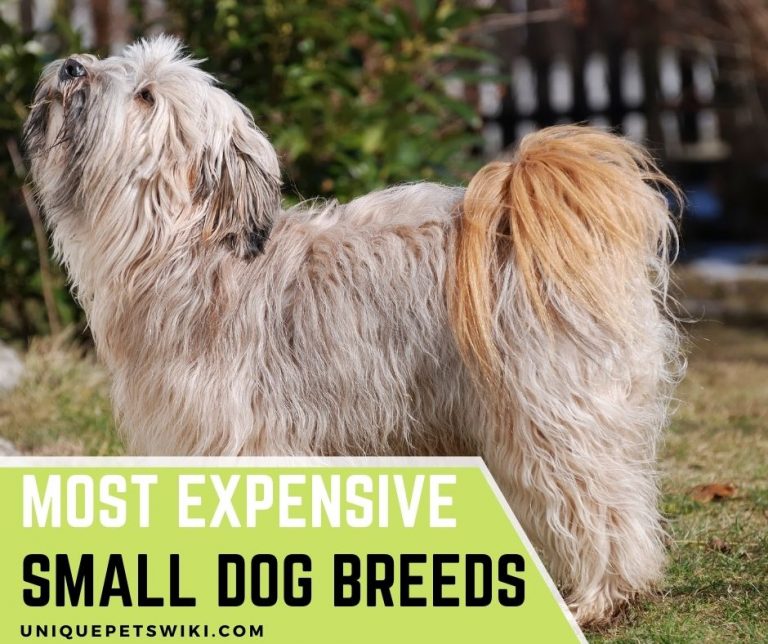Top 8 Most Expensive Small Dog Breeds for Pets