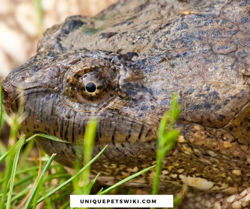 Snapping turtle eyes