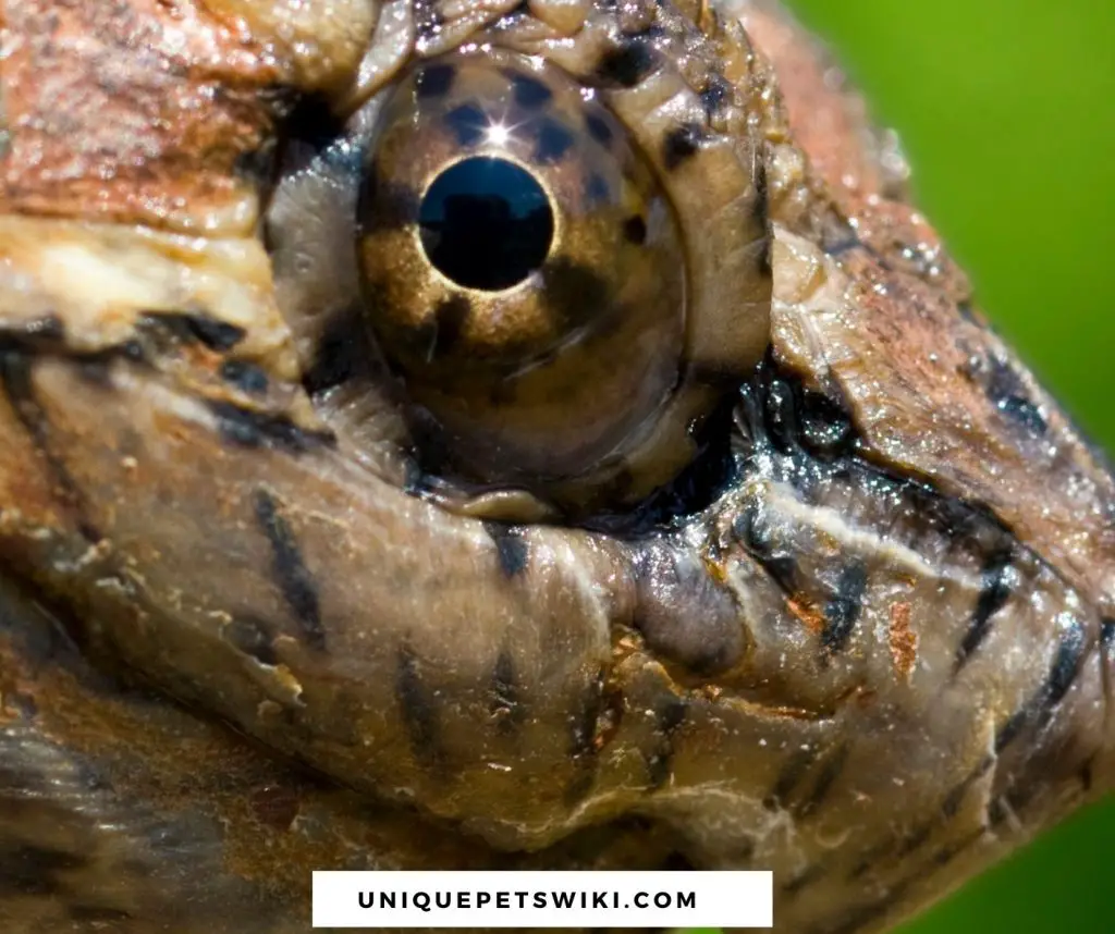 healthy snapping turtle eyes