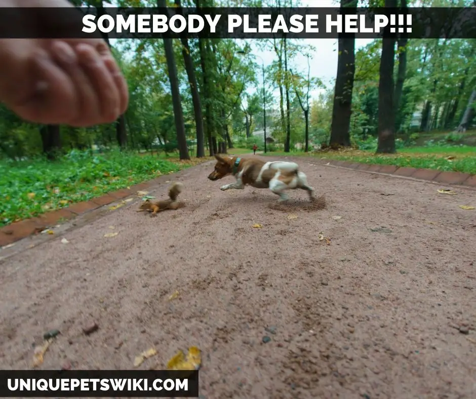 A dog pursuing a squirrel