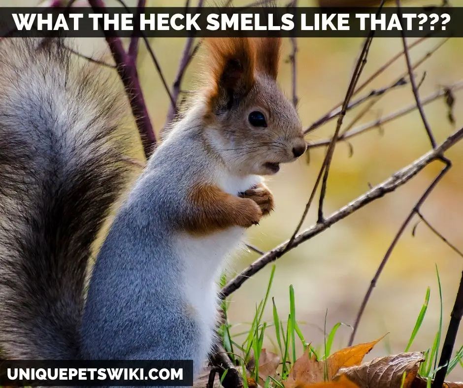 what smell do squirrels hate