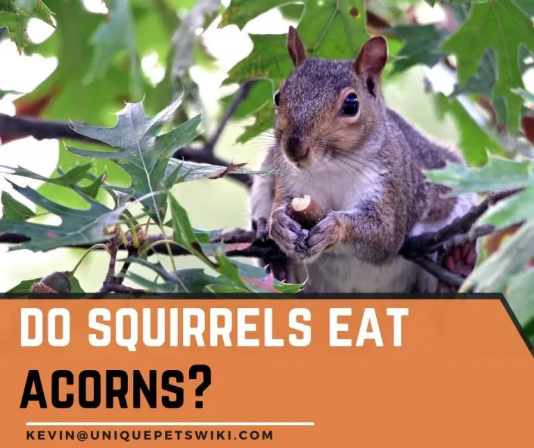 Do Squirrels Eat Acorns? Yes They Love Acorns
