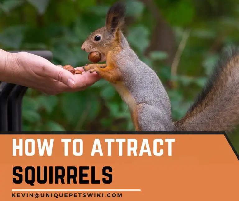 How to Attract Squirrels In 6 Simple Ways