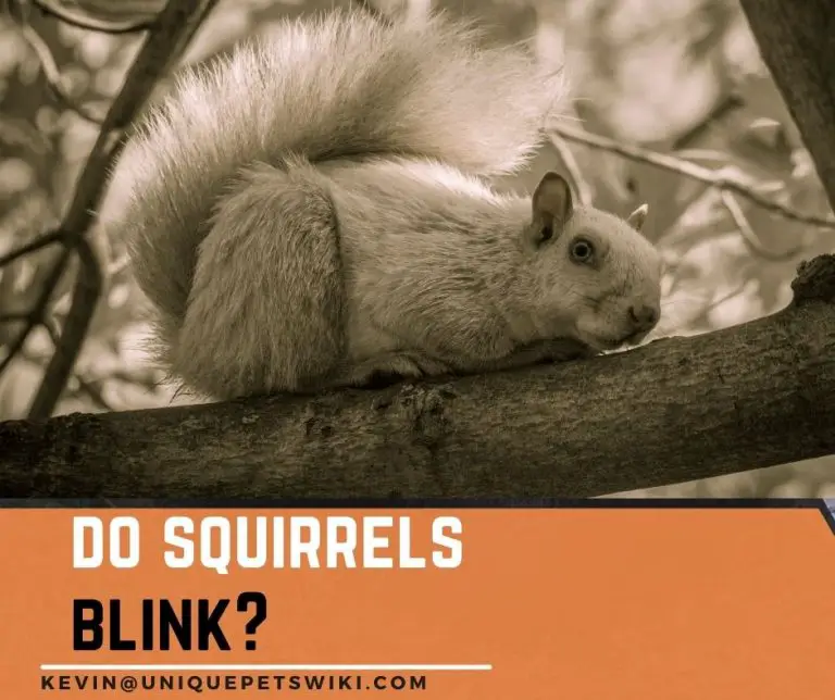 Do Squirrels Blink? 3 Secrets You Didn't Know