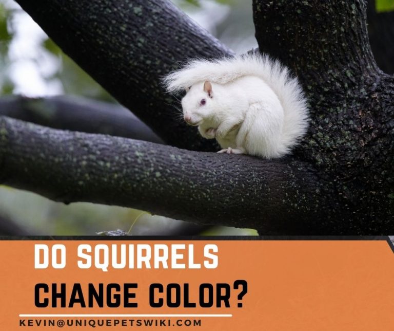 Do Squirrels Change Color? - 5 Secrets Exposed