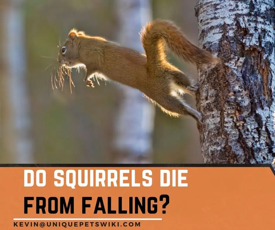 can squirrels die from falling?