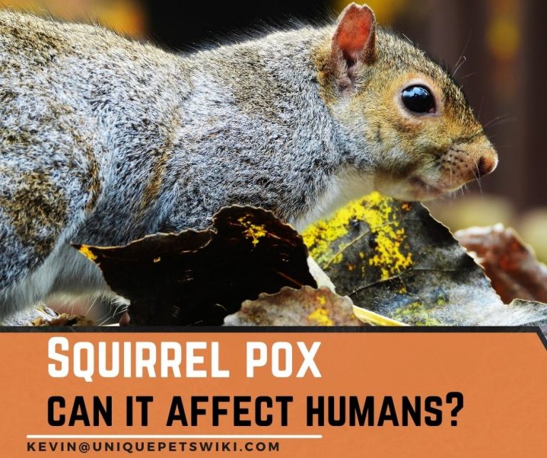 Squirrel Pox A Disease to Be Aware Of