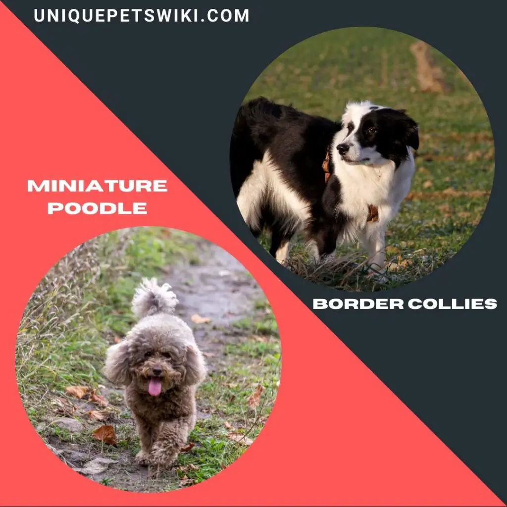 Miniature Poodle and Border Collies small smart dogs breed