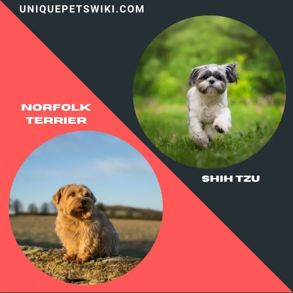 Norfolk Terrier and Shih Tzu small smart dogs