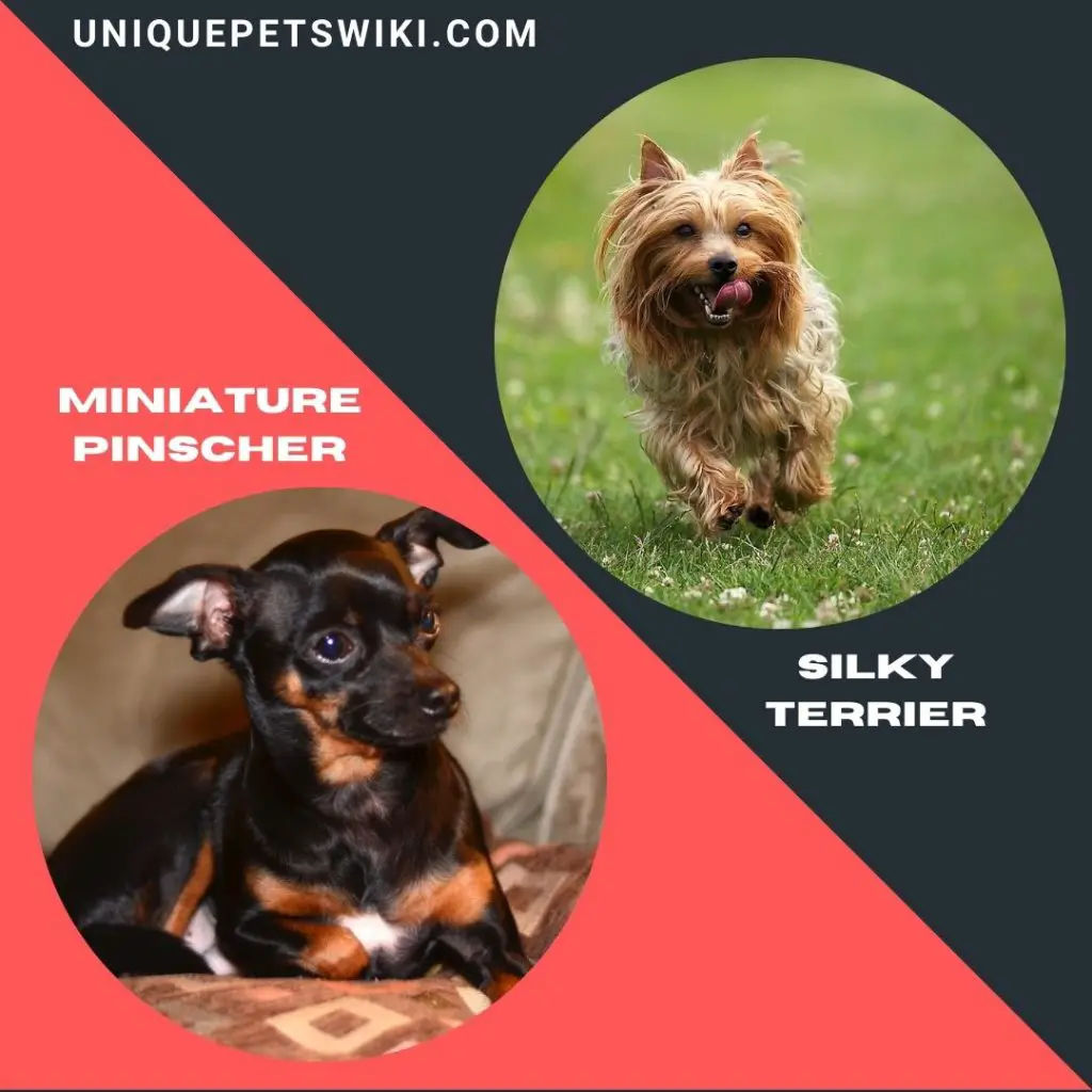 Silky Terrier and Miniature Pinscher smart dogs