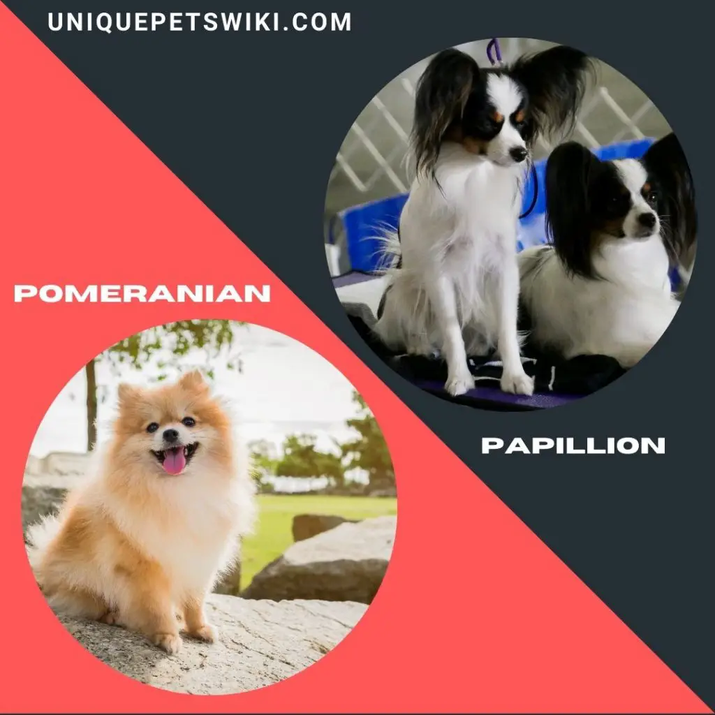 Pomeranian and Papillion smart dogs
