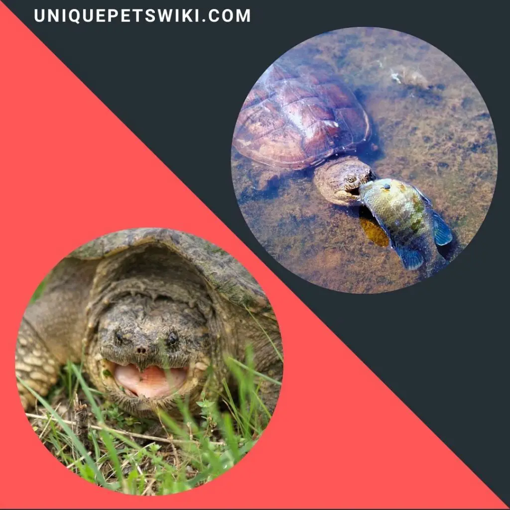 both common and  alligator snapping turtles are omnivores