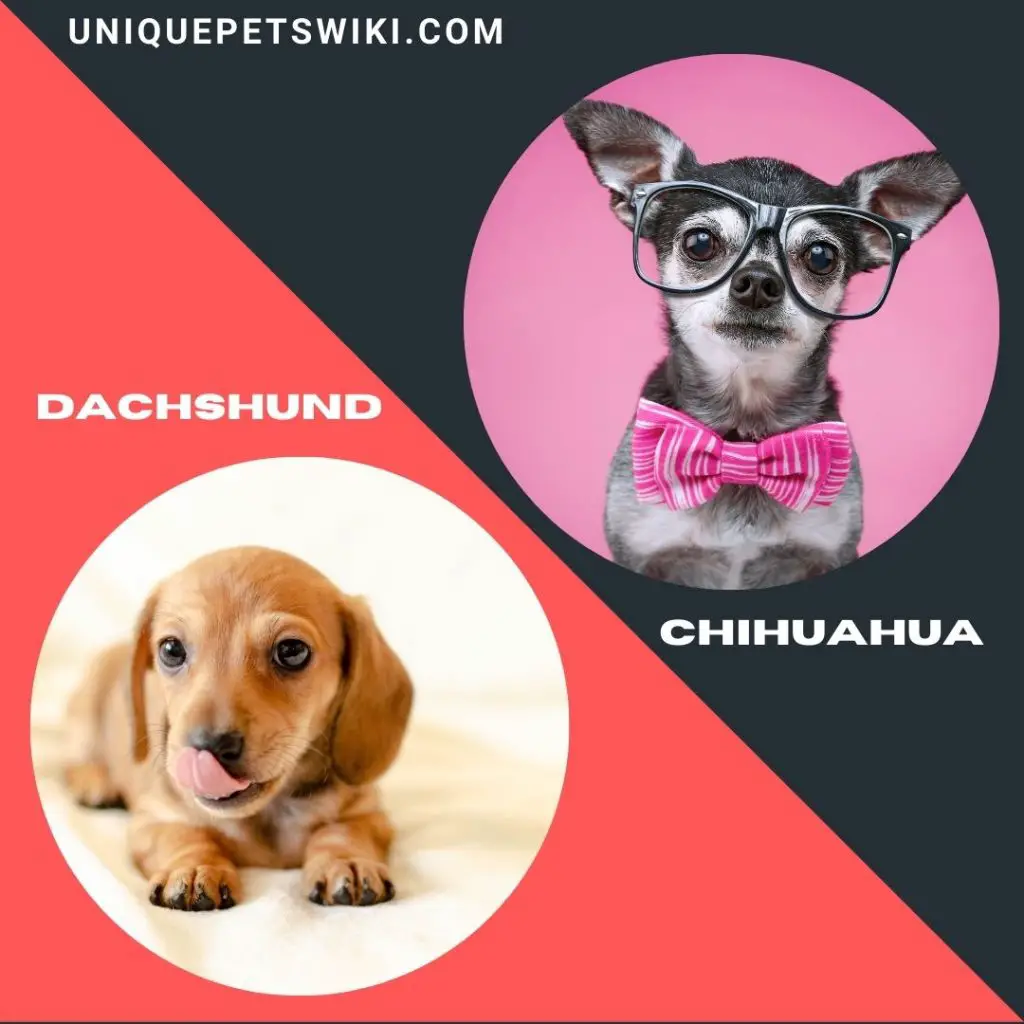 Dachshund and Chihuahua cheapest small dog breeds