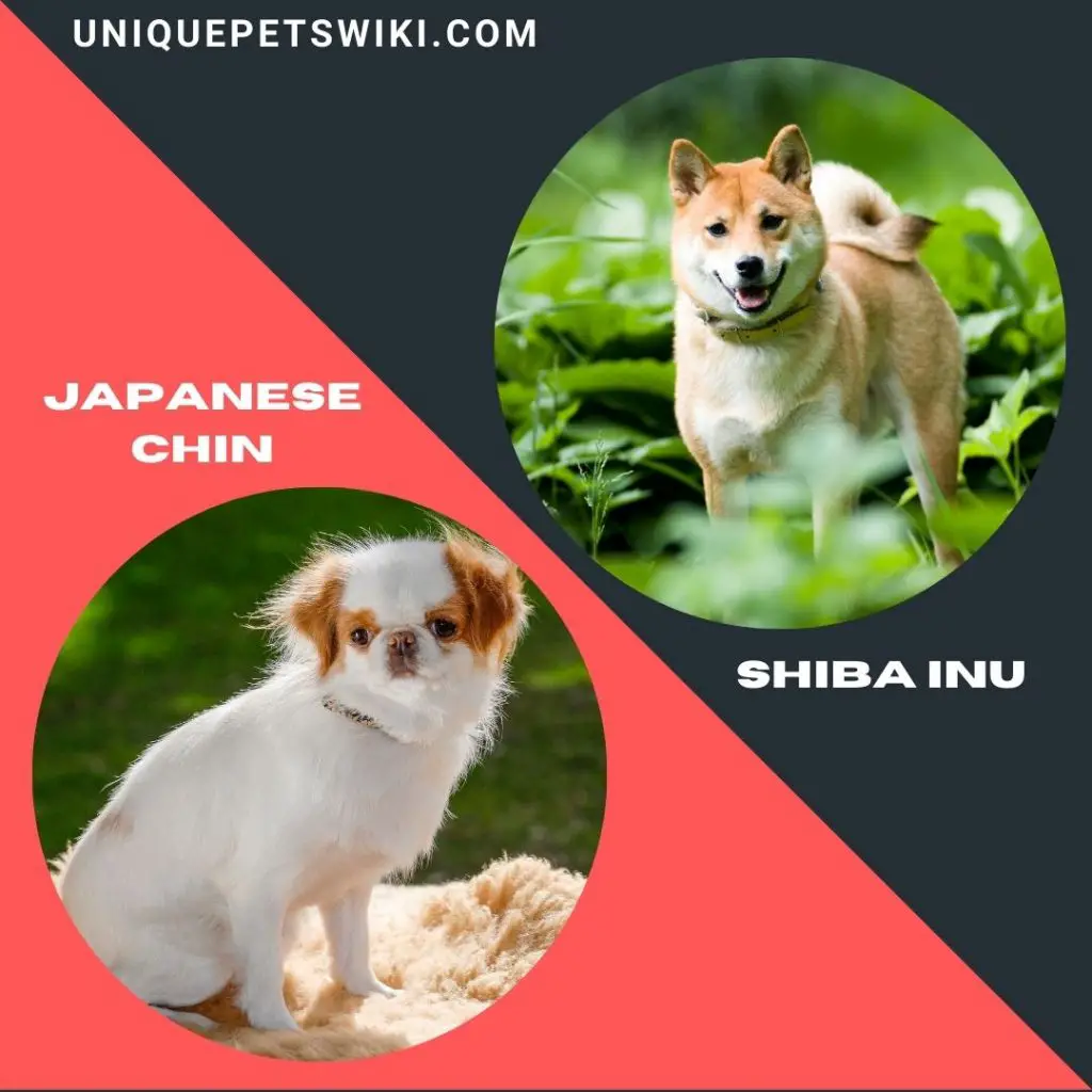 Japanese Chin and Shiba Inu small Japanese dog breeds