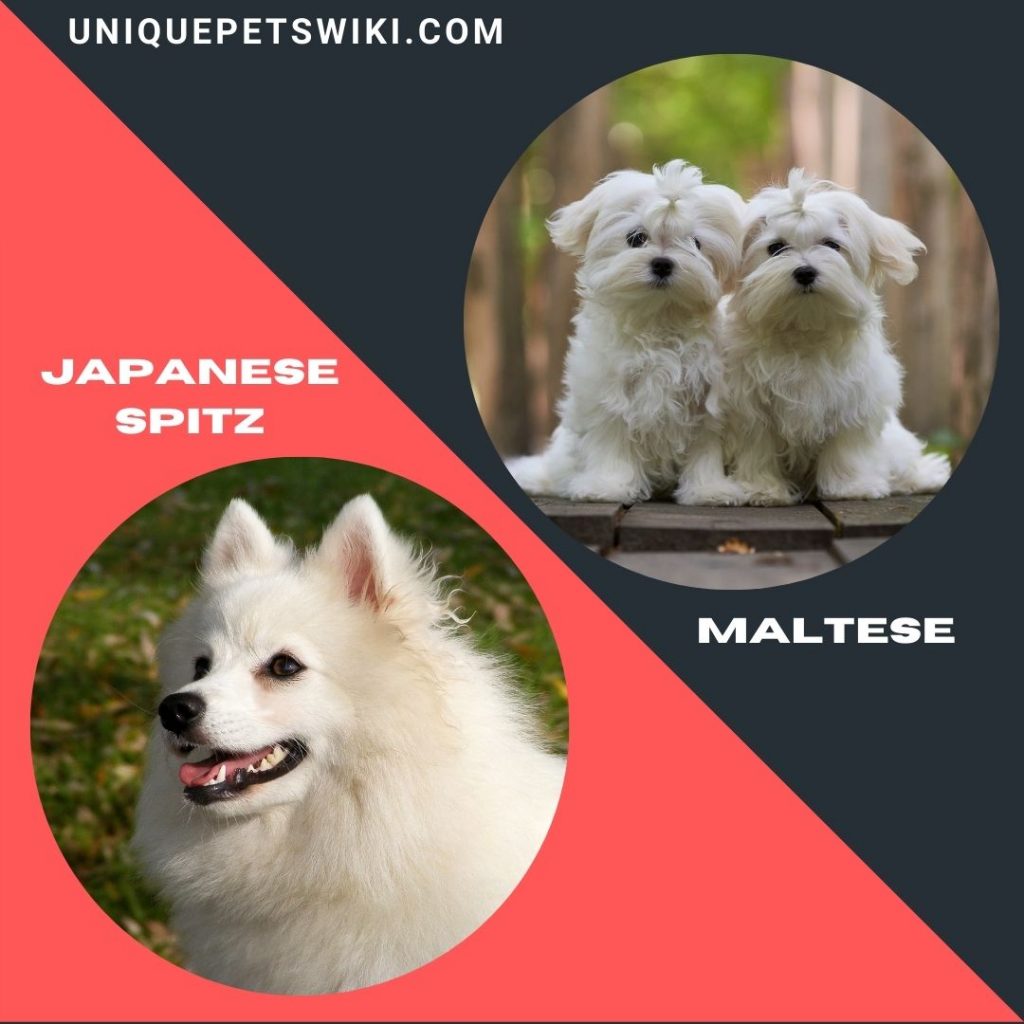 Japanese Spitz and Maltese small white fluffy dog breeds