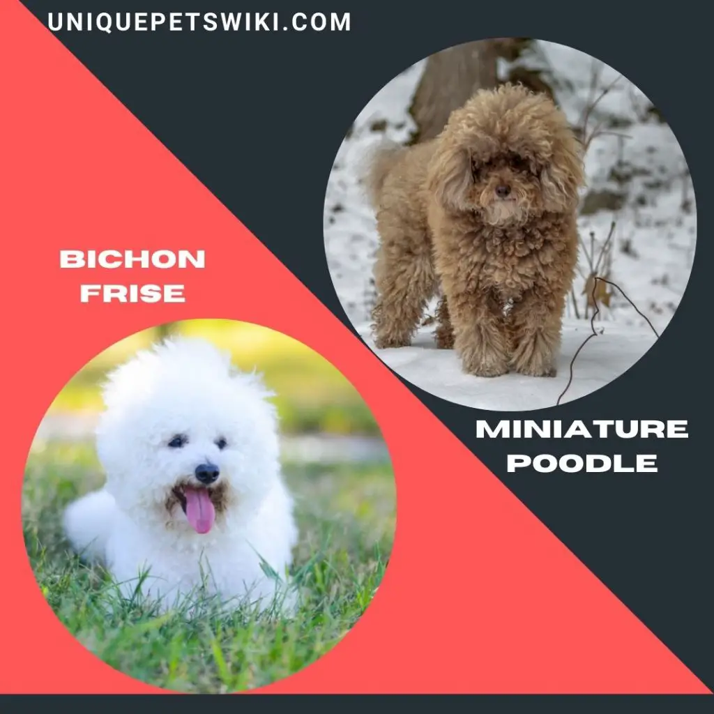 Bichon Frise and Miniature Poodle small curly haired dog breeds