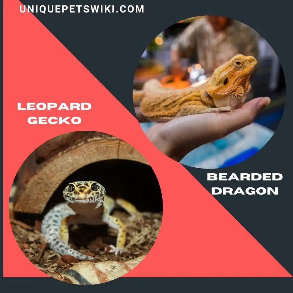Leopard Gecko and Bearded Dragon best beginner friendly pet lizards