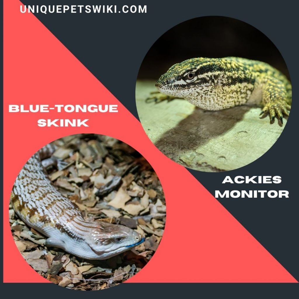 Blue-Tongue Skink and Ackies Monitor