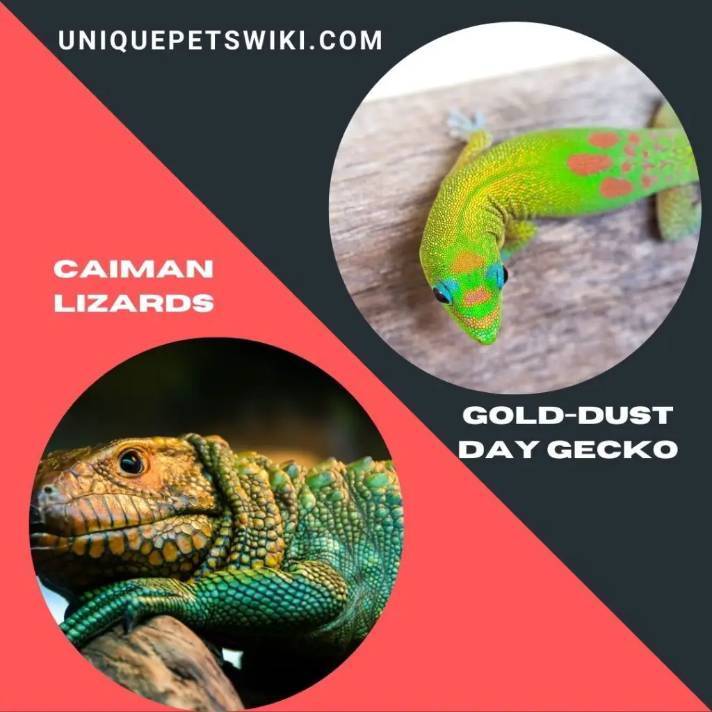 Caiman Lizards and Gold-Dust Day Gecko