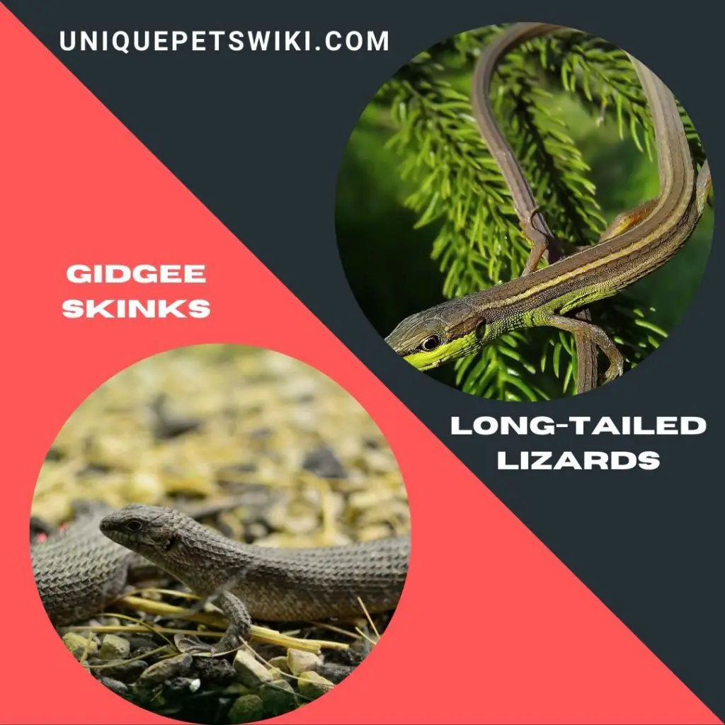 Gidgee Skinks and Long-Tailed Lizards
