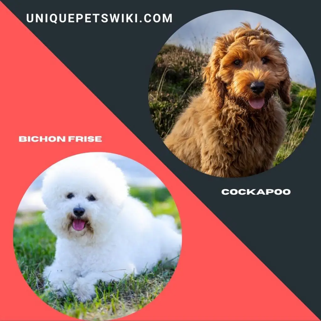 Bichon Frise and Cockapoo small shaggy dog breeds