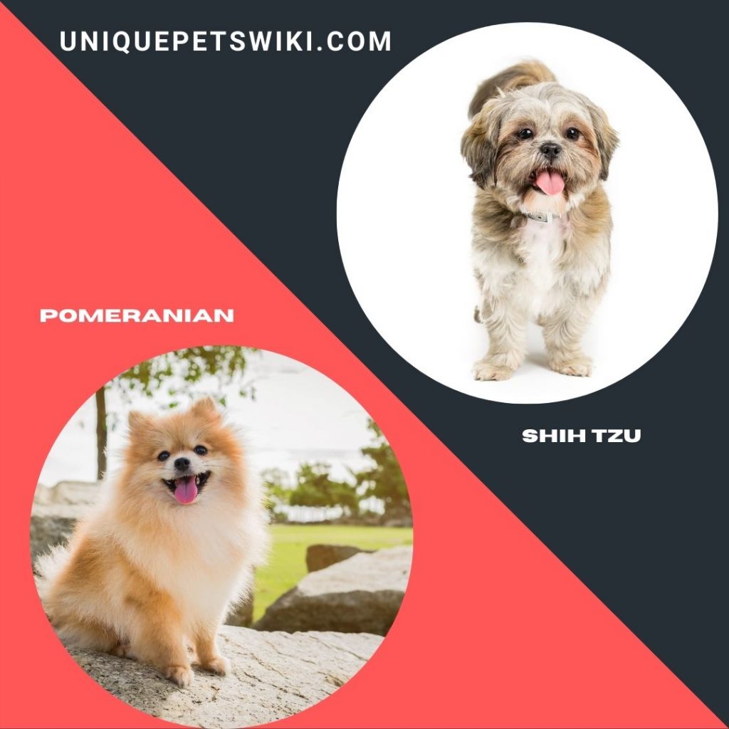 Pomeranian and Shih Tzu shaggy dog breeds