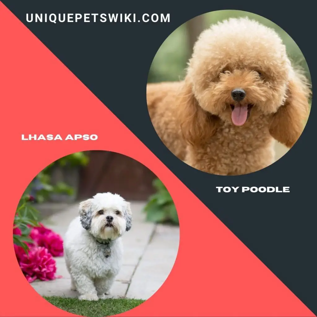 Lhasa Apso and Toy Poodle shaggy dog breeds