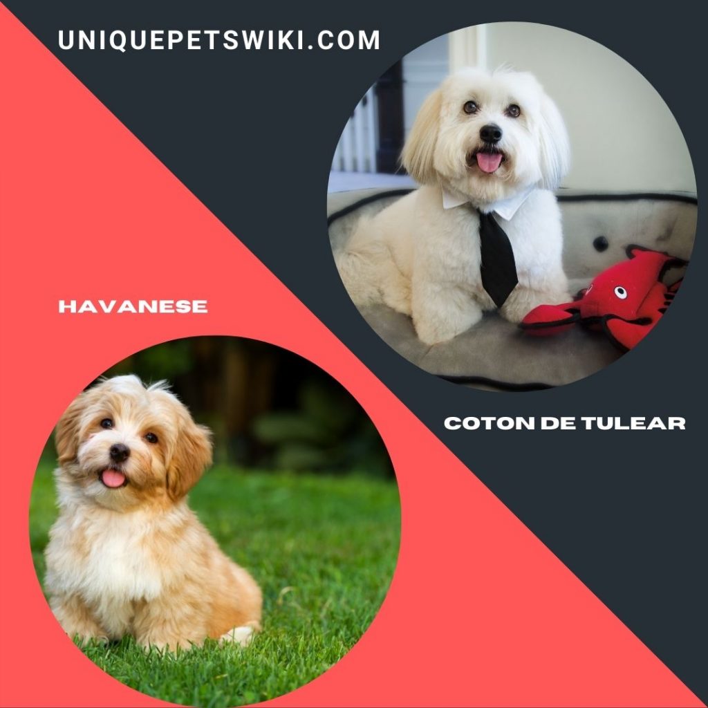 Havanese and Coton De Tulear