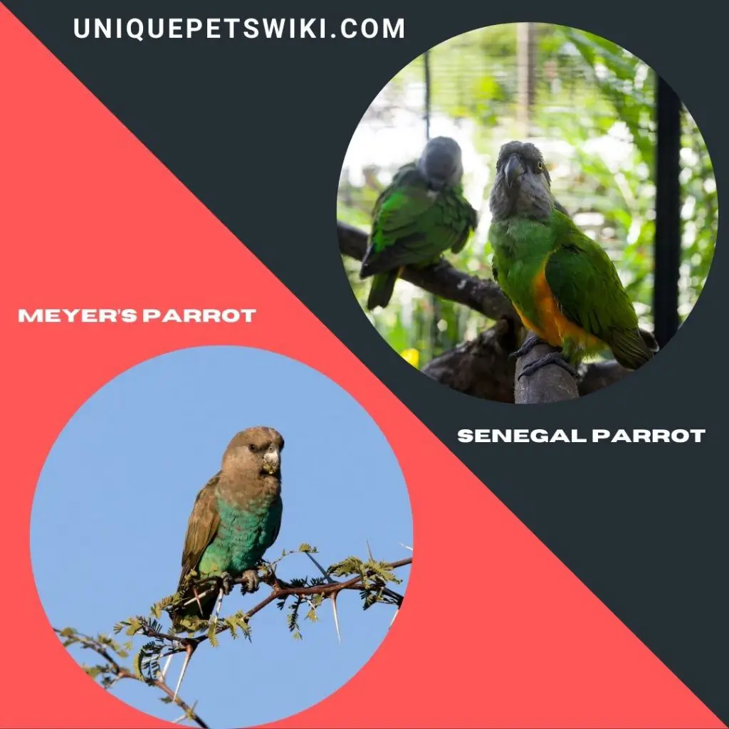 Senegal Parrot and Meyer’s Parrot breeds