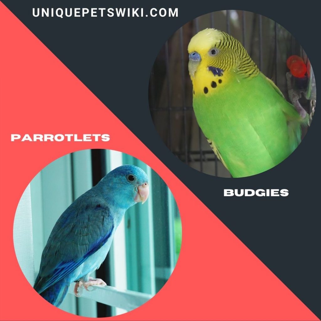 Budgies and Parrotlets small parrot breeds