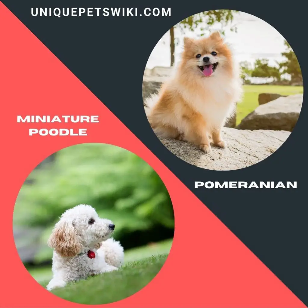 Miniature Poodle and Pomeranian small teacup dog breeds